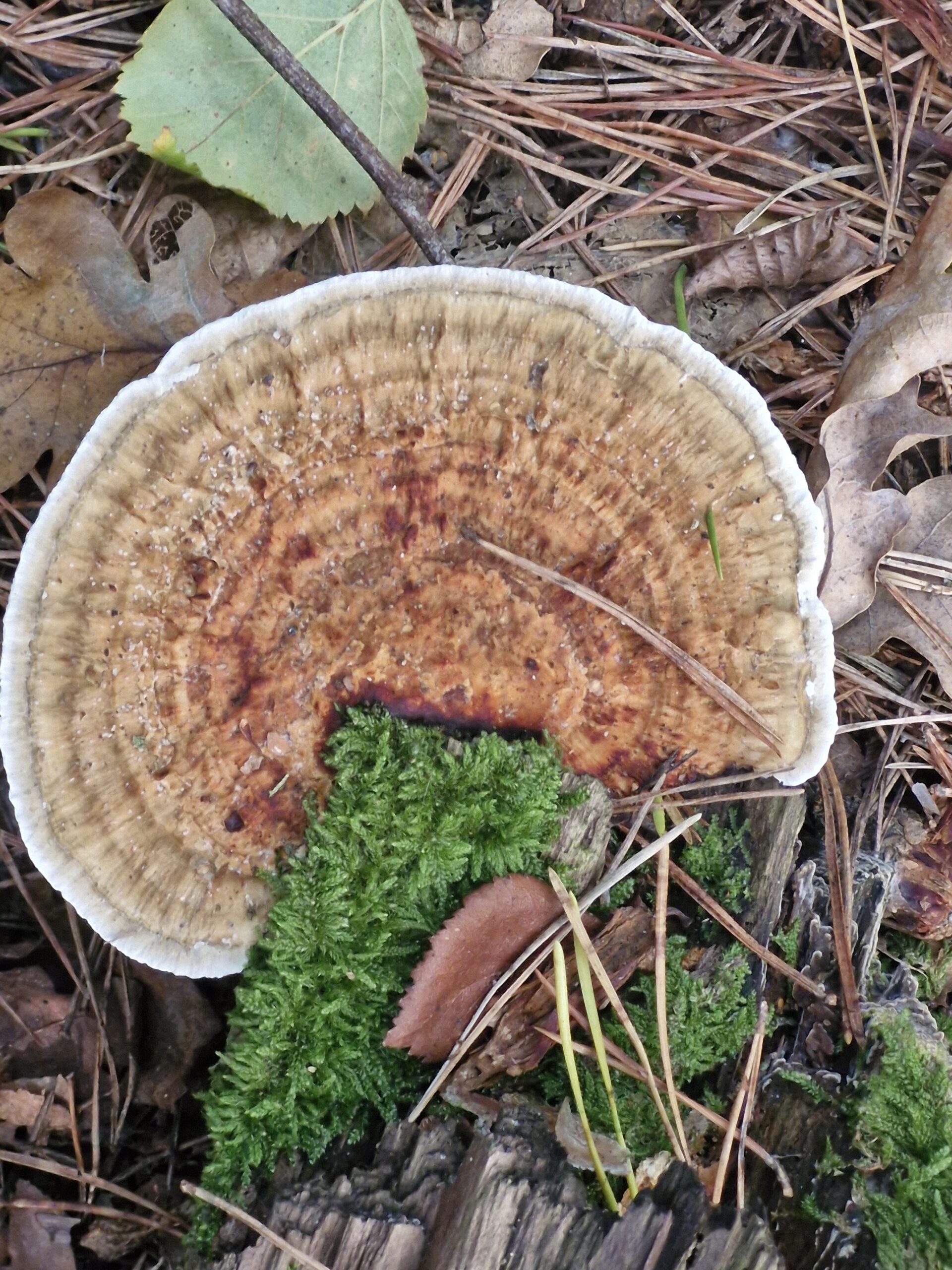 Mushroom Meanders 🍄🍄🍄